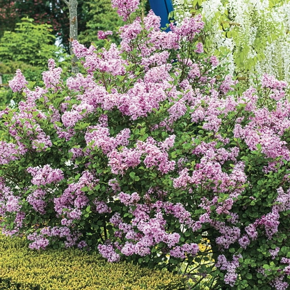Josee Reblooming Lilac Super Value Starter Hedge Kit Dormant Bare Root Starter Shrubs - 50 starter plants per offer, measuring 9 to 12 inches tall