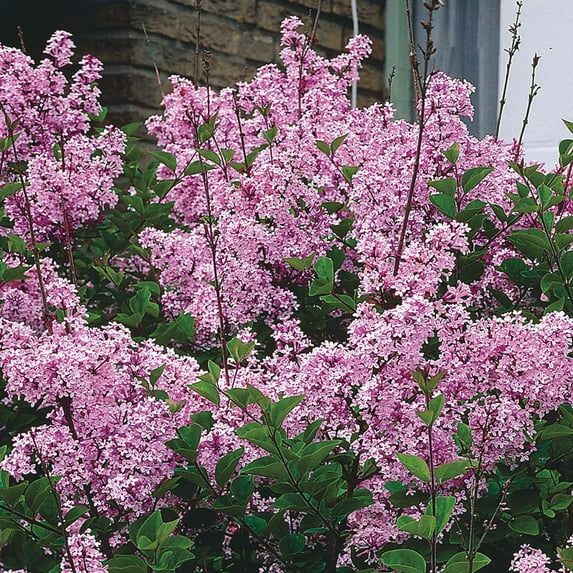 Direct Gardening Josee Reblooming Lilac Shrub Spring Flowering Starter Plant