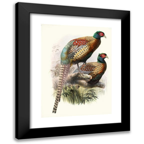 Joseph Smit 11x14 Black Modern Framed Museum Art Print Titled - Phasianus Deccollatus (1872)