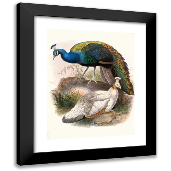 Joseph Smit 12x14 Black Modern Framed Museum Art Print Titled - Pavo Nigripennis. (1872)