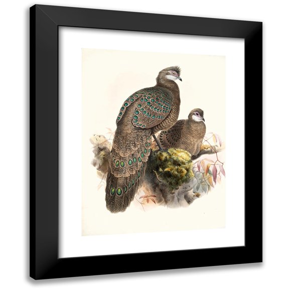 Joseph Smit 12x14 Black Modern Framed Museum Art Print Titled - Polyplectron Thibetanum. (1872)