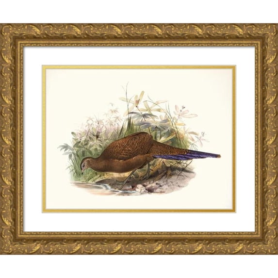 Joseph Smit 14x11 Gold Ornate Wood Frame and Double Matted Museum Art Print Titled - Polyplectron Chalcurum. (1872)