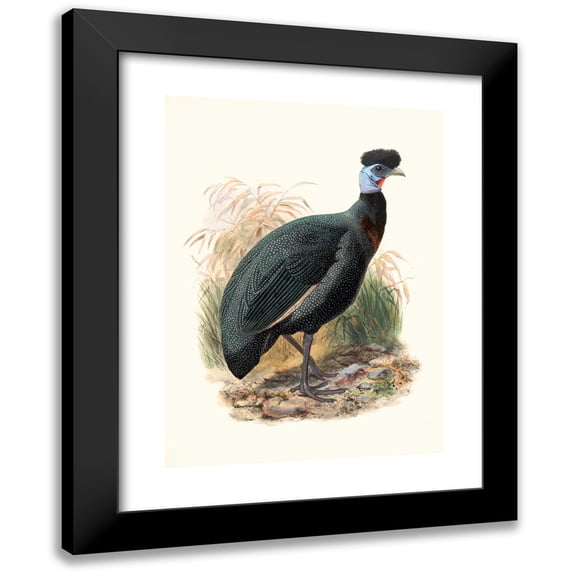 Joseph Smit 14x18 Black Modern Framed Museum Art Print Titled - Numida Verreauxii. (1872)
