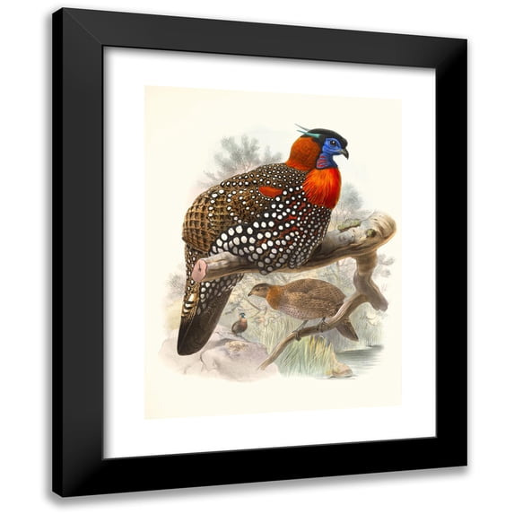 Joseph Smit 19x24 Black Modern Framed Museum Art Print Titled - Ceriornis Melanocephala. (1872)