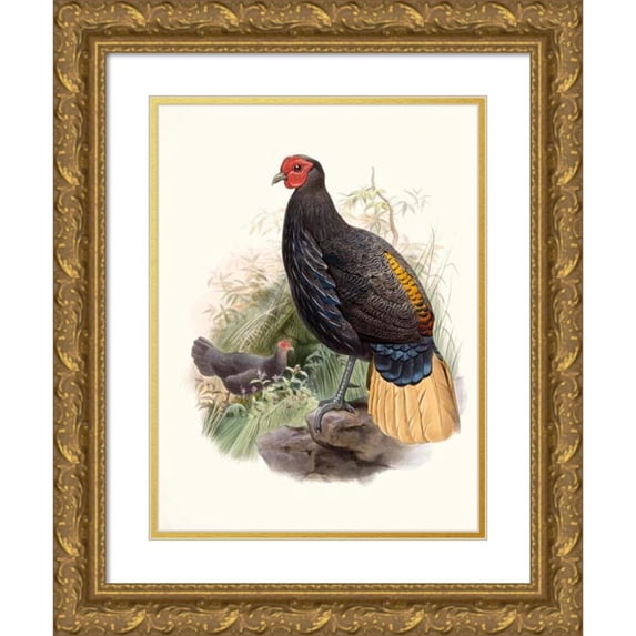 Joseph Smit 19x24 Gold Ornate Framed and Double Matted Museum Art Print Titled - Euplocatus Pyronotus (1872)