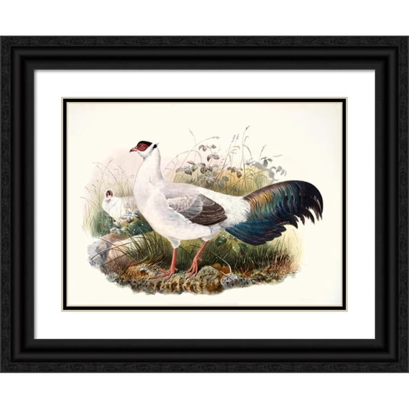 Joseph Smit 24x19 Black Ornate Framed Double Matted Museum Art Print Titled: Crossoptilon Thibetanum. (1872)