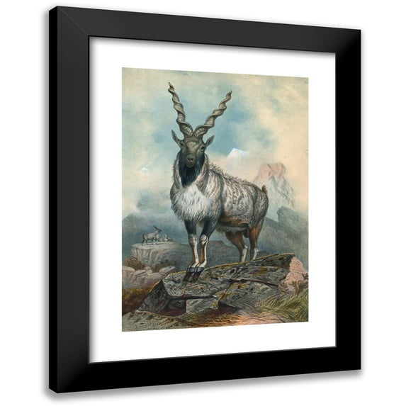 Joseph Wolf 11x14 Black Modern Framed Museum Art Print Titled - The Markhore (1861-1867)
