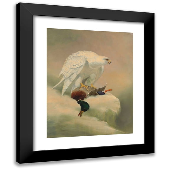 Joseph Wolf 12x14 Black Modern Framed Museum Art Print Titled - Gyrfalcon