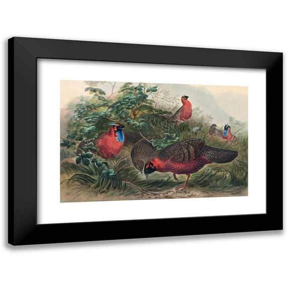 Joseph Wolf 14x11 Black Modern Framed Museum Art Print Titled - The Horned Tragopan (1861-1867)