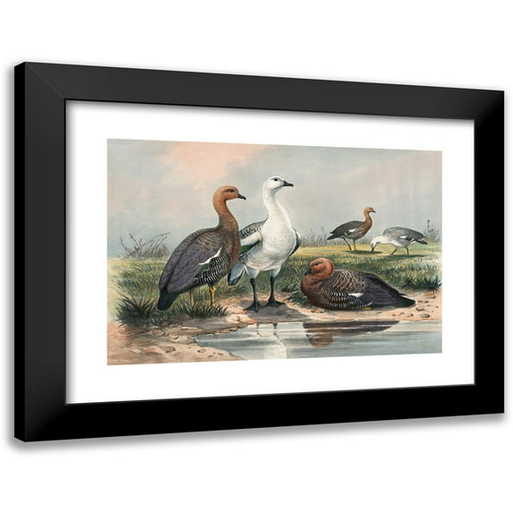Joseph Wolf 14x11 Black Modern Framed Museum Art Print Titled - The Upland Goose (1861-1867)