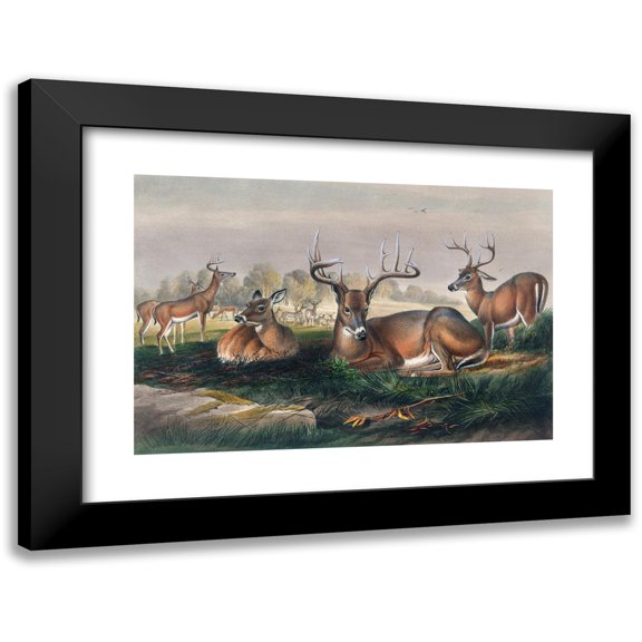 Joseph Wolf 14x11 Black Modern Framed Museum Art Print Titled - The White-Tailed Deer (1861-1867)