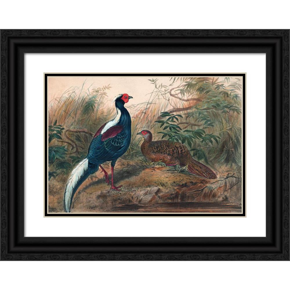 ウォノ フォトフラッグ Joseph Wolf 14x11 Black Ornate Wood Framed Double Matted Museum