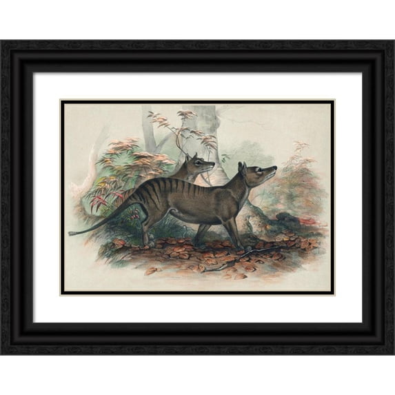 Joseph Wolf 14x11 Black Ornate Wood Framed Double Matted Museum Art Print Titled: The Thylacine (1861-1867)