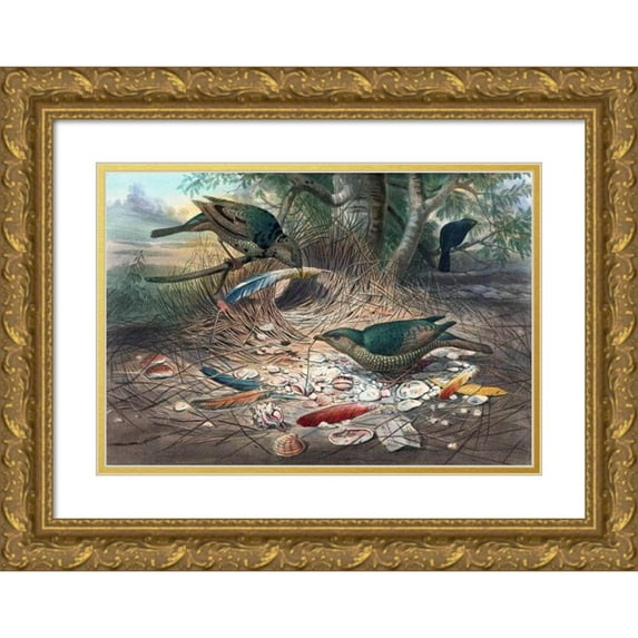 Joseph Wolf 24x17 Gold Ornate Framed and Double Matted Museum Art Print Titled - The Satin Bower-Bird (1861-1867)