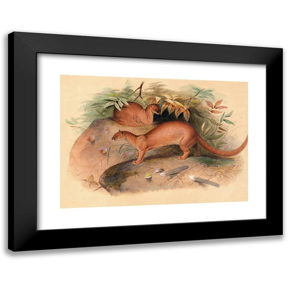 Joseph Wolf 24x18 Black Modern Framed Museum Art Print Titled - The Eyra (1861-1867)