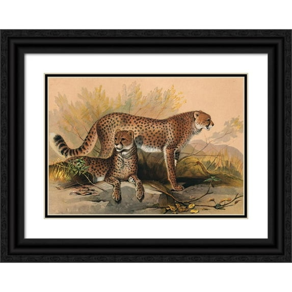 Joseph Wolf 24x18 Black Ornate Framed Double Matted Museum Art Print Titled: The Cheetah (1861-1867)