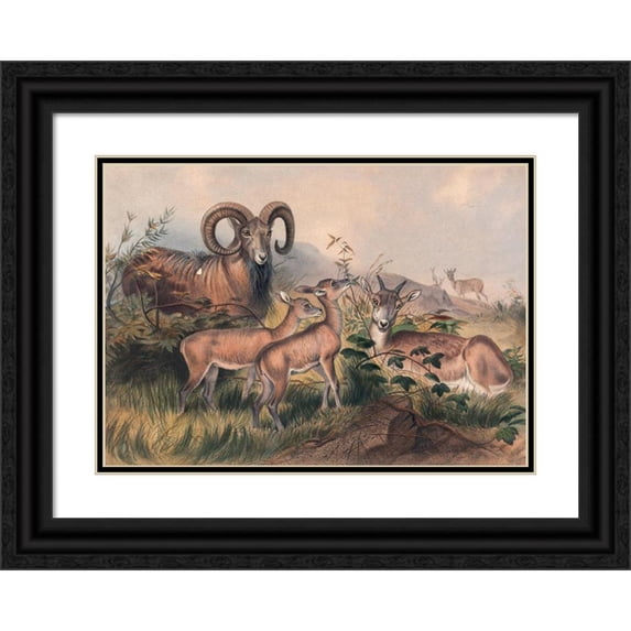 Joseph Wolf 24x18 Black Ornate Framed Double Matted Museum Art Print Titled: Vigne's Wild Sheep (1861-1867)