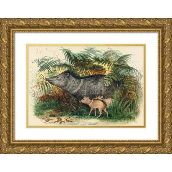 Joseph Wolf 24x18 Gold Ornate Framed and Double Matted Museum Art Print Titled - The Collared Peccary (1861-1867)