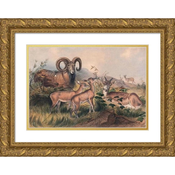 Joseph Wolf 24x18 Gold Ornate Framed and Double Matted Museum Art Print Titled - Vigne's Wild Sheep (1861-1867)