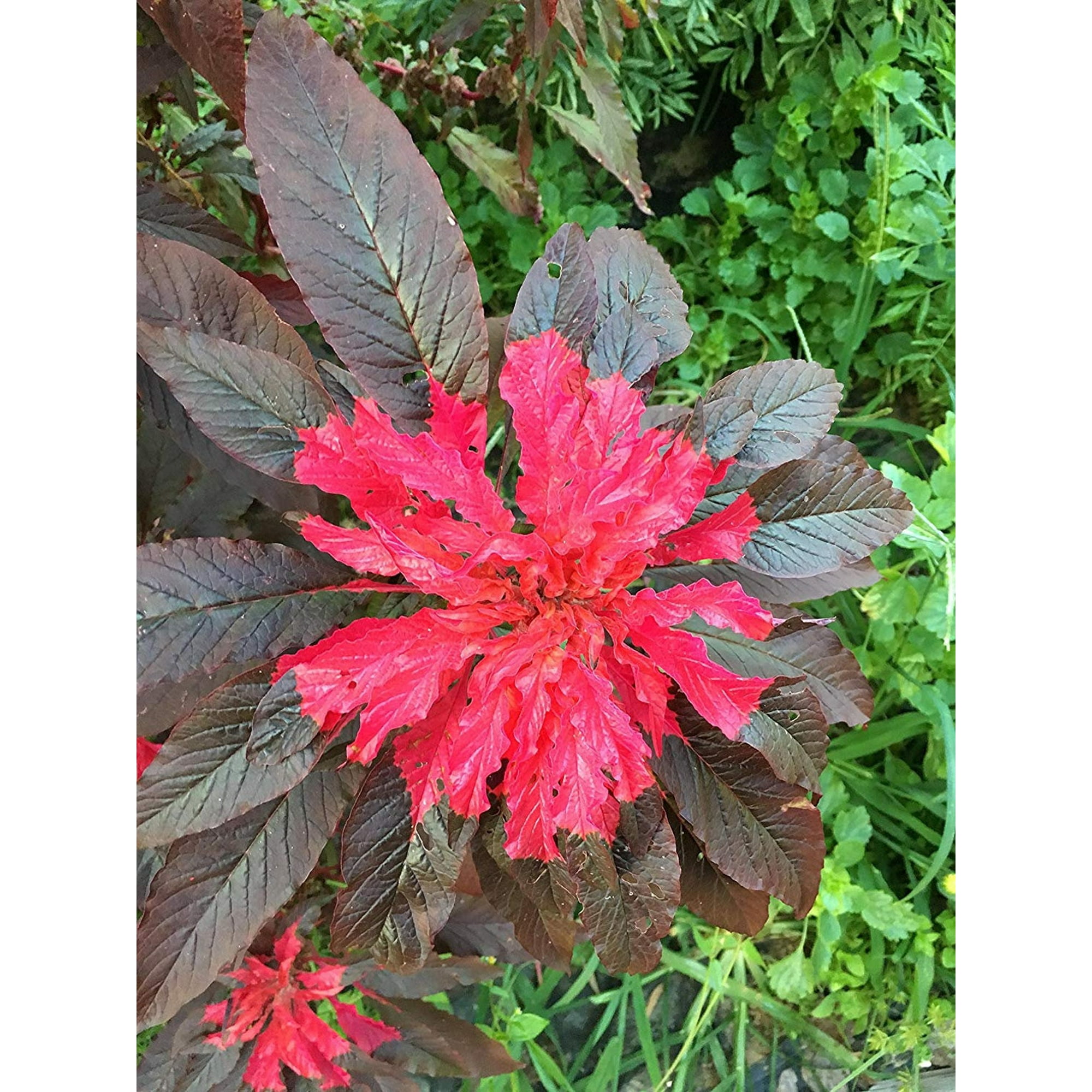 Sherwood's Seeds Joseph's Coat Amaranthus 'Molten Fire' Amaranth Summer Poinsettia Premium Seeds