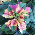 thumbnail image 1 of Joseph's Coat Amaranthus Tricolor Amaranth Summer Poinsettia Premium Seeds Packet, 1 of 2