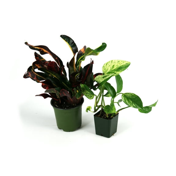 Josh's Frogs 12x12x18 Day Gecko Vivarium Plant Kit