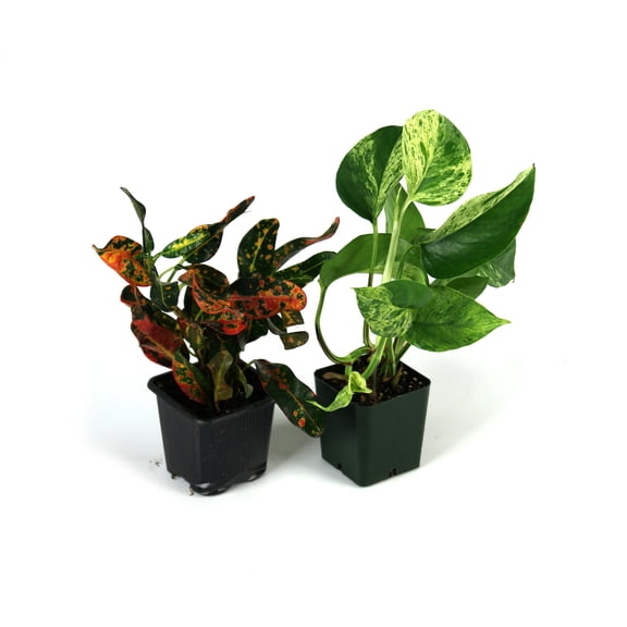 Josh's Frogs 12x12x20 Crested Gecko Vivarium Plant Kit