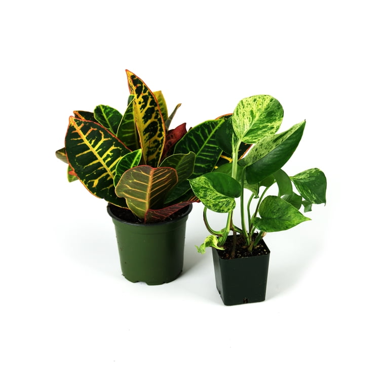 dracaena surculosa Dracaena surculosa 'Florida Beauty' | Plants