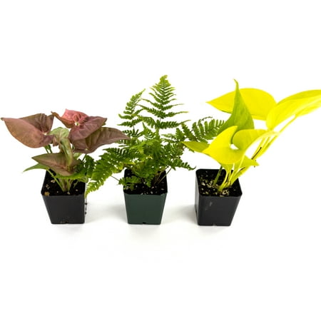 Josh's Frogs 24x18x18 / 20 Gallon Long Ball Python Plant Kit