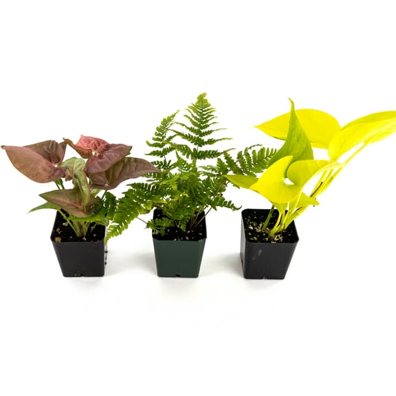 Josh's Frogs 24x18x18 / 20 Gallon Long Ball Python Plant Kit