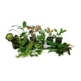 thumbnail image 1 of Josh's Frogs 29 Gallon Tropical Vivarium Plant Kit, 1 of 6