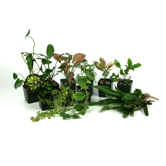 Josh's Frogs 40 Gallon Tropical Vivarium Plant Kit