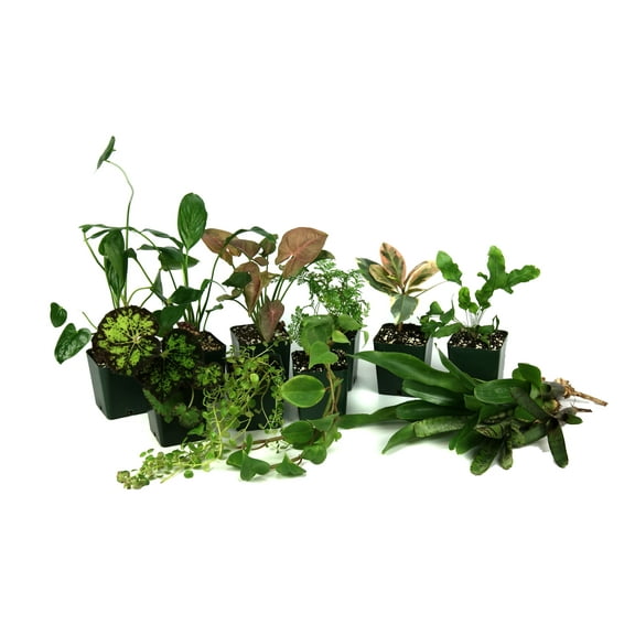 Josh's Frogs 55 Gallon Tropical Vivarium Plant Kit