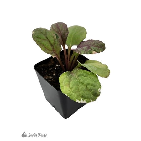 Josh's Frogs Ajuga 'Burgundy Glow'