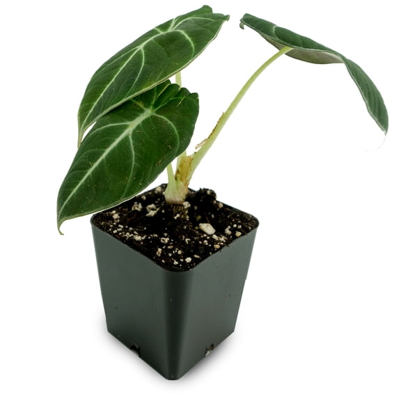 Josh's Frogs Alocasia reginula 'Black Velvet' Elephant Ear Plant
