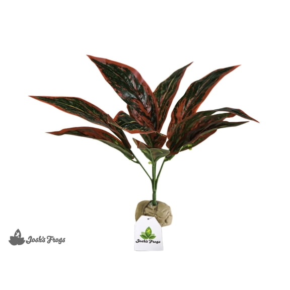 Josh's Frogs Artificial Silk Aglaonema (Pink Variegated)