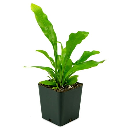 Josh's Frogs Asplenium nidus 'Bird's Nest Fern'