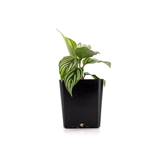 Josh's Frogs Calathea elliptica 'Vittata' Prayer Plant