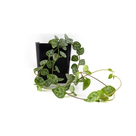 Josh's Frogs Ceropegia woodii 'String of Hearts'