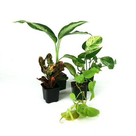 Josh's Frogs Crested Gecko Plant Kit Live Plants in 18" Glass Pots (4 Count)
