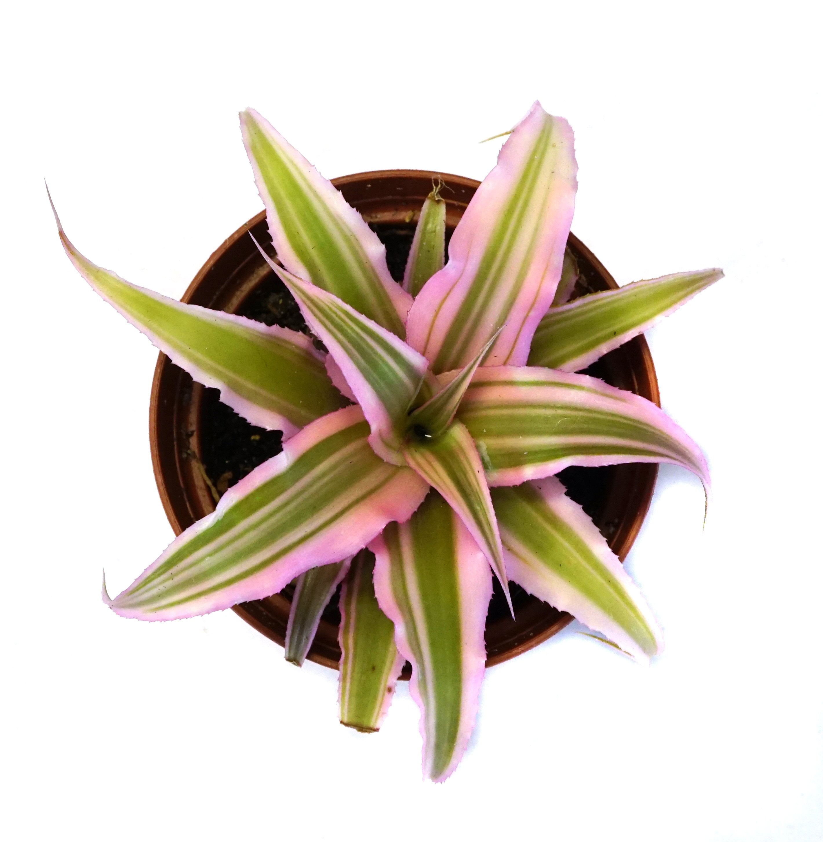 Josh's Frogs Cryptanthus bivittatus 'Pink Starlite' - Walmart Business ...