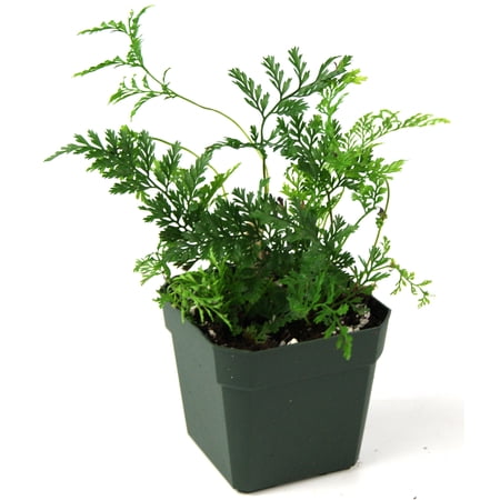 Josh's Frogs Davallia (Humata) tyermanii 'White Rabbit's Foot Fern'