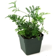 Joshs Frogs Davallia Humata tyermanii White Rabbits Foot Fern