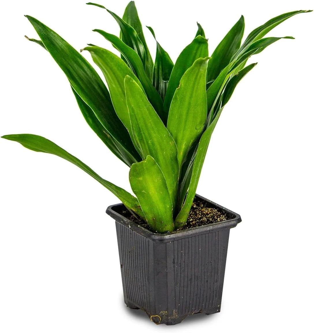 Josh's Frogs Dracaena Corn Plant - 'Janet Craig' - Walmart.com