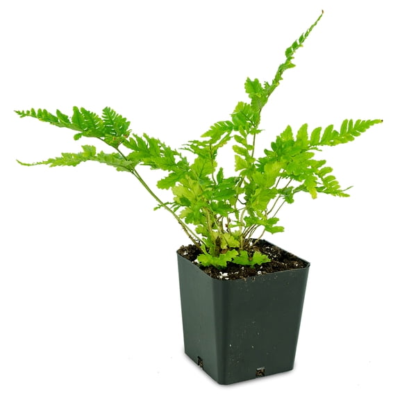 Josh's Frogs Dryopteris erythrosora -Autumn Fern 'Brilliance'