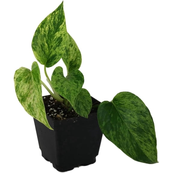Josh's Frogs Epipremnum aureum Pothos (Marble Queen)