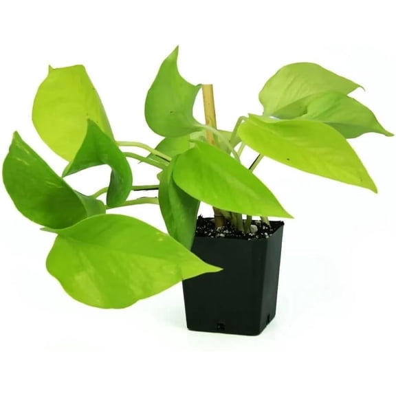 Josh's Frogs Epipremnum aureum Pothos 'Neon'