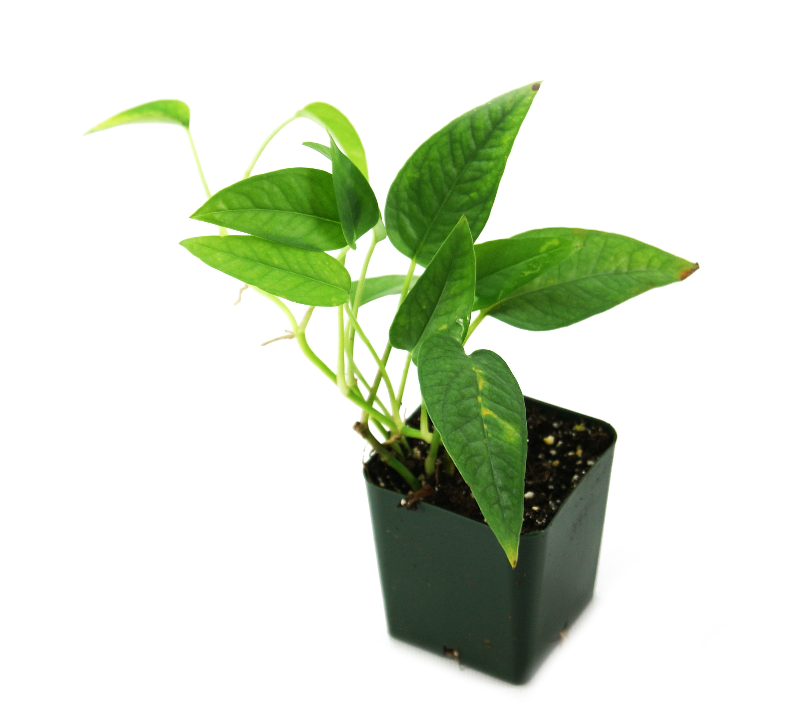 philodendron narrow blüte Philodendron Narrow M by Plant Circle – Medium, Approx. 35.0cm height main image 0