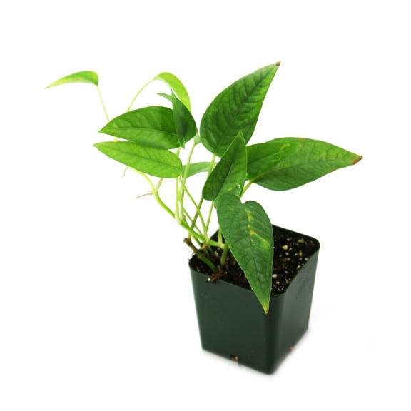 Josh's Frogs Epipremnum pinnatum 'Cebu Blue' Philodendron