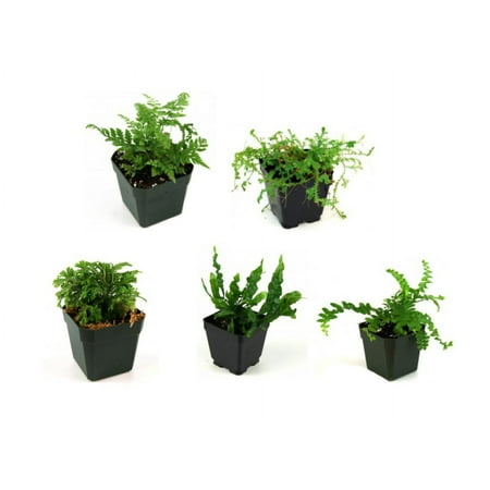 Josh's Frogs Fern Bundle 5-Pack
